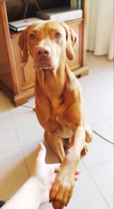 cane